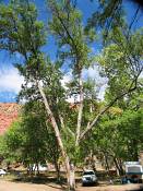 summer photograph american_ash__fraxinus_spec_zionimg_8165.jpg