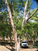 summer photograph american_ash__fraxinus_spec_zionimg_8166.jpg