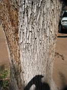 summer photograph american_ash__fraxinus_spec_zionimg_8167.jpg