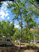 summer photograph american_ash__fraxinus_spec_zionimg_8169.jpg