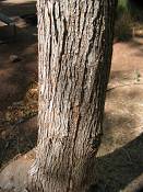summer photograph american_ash__fraxinus_spec_zionimg_8170.jpg