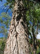 summer photograph american_ash__fraxinus_spec_zionimg_8171.jpg