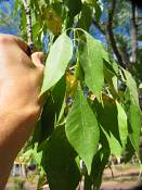 summer photograph american_ash__fraxinus_spec_zionimg_8172blad.jpg
