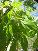 summer photograph american_ash__fraxinus_spec_zionimg_8173.jpg