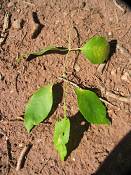 summer photograph american_ash__fraxinus_spec_zionimg_8174.jpg