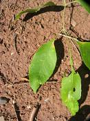 summer photograph american_ash__fraxinus_spec_zionimg_8175.jpg