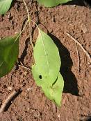 summer photograph american_ash__fraxinus_spec_zionimg_8176.jpg