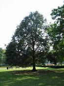 summer photograph american_basswood__tilia_americanaimg_7219.jpg
