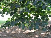 summer photograph american_basswood__tilia_americanaimg_7220.jpg