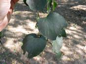 summer photograph american_basswood__tilia_americanaimg_7221.jpg