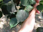 summer photograph american_basswood__tilia_americanaimg_7222blad.jpg