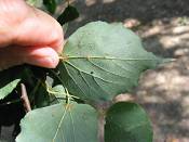 summer photograph american_basswood__tilia_americanaimg_7223blad.jpg