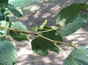 summer photograph american_basswood__tilia_americanaimg_7224fruit.jpg