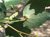 summer photograph american_basswood__tilia_americanaimg_7225.jpg