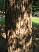 summer photograph american_basswood__tilia_americanaimg_7226.jpg