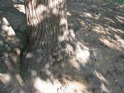 summer photograph american_basswood__tilia_americanaimg_7227.jpg