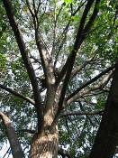 summer photograph american_basswood__tilia_americanaimg_7228.jpg