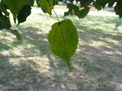 summer photograph american_basswood__tilia_americanaimg_7229.jpg