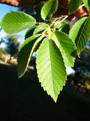 summer photograph american_elm__ulmus_americana-torreyimg_8853blad.jpg