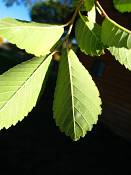 summer photograph american_elm__ulmus_americana-torreyimg_8854.jpg