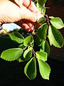 summer photograph american_elm__ulmus_americana-torreyimg_8856.jpg