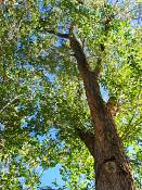 summer photograph american_elm__ulmus_americana-torreyimg_8858.jpg