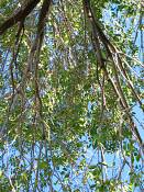 summer photograph american_elm__ulmus_americana-torreyimg_8859.jpg