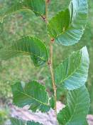 summer photograph american_elm__ulmus_americana-torreyimg_8860.jpg