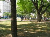 summer photograph american_elm__ulmus_americana-washingtonimg_7230.jpg