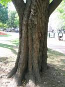 summer photograph american_elm__ulmus_americana-washingtonimg_7231.jpg