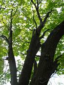 summer photograph american_elm__ulmus_americana-washingtonimg_7232.jpg