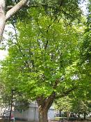 summer photograph american_elm__ulmus_americana-washingtonimg_7235.jpg