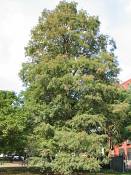 summer photograph bald_cypress__taxodium_distichum_washingtonimg_7193.jpg