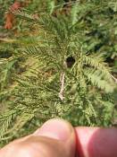 summer photograph bald_cypress__taxodium_distichum_washingtonimg_7194.jpg