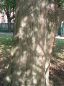 summer photograph bald_cypress__taxodium_distichum_washingtonimg_7197.jpg