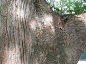 summer photograph bald_cypress__taxodium_distichum_washingtonimg_7198.jpg