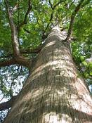 summer photograph bald_cypress__taxodium_distichum_washingtonimg_7199.jpg