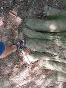 summer photograph bald_cypress__taxodium_distichum_washingtonimg_7200.jpg