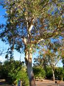 summer photograph bluegum_eucalyptus__eucalyptus_globulus_lasvegas-3img_9850.jpg