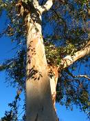 summer photograph bluegum_eucalyptus__eucalyptus_globulus_lasvegas-3img_9852.jpg