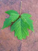 summer photograph boxelder__acer_negundo_zionimg_8202blad.jpg