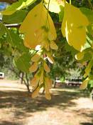 summer photograph boxelder__acer_negundo_zionimg_8229fruit.jpg