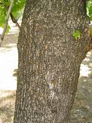 summer photograph boxelder__acer_negundo_zionimg_8233.jpg