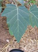 summer photograph boxelder__acer_negundo_zionimg_8248blad.jpg