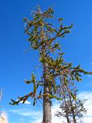 summer photograph bristlecone_pine__pinus_aristata_bryceimg_8540.jpg