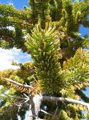 summer photograph bristlecone_pine__pinus_aristata_bryceimg_8580.jpg