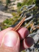 summer photograph bristlecone_pine__pinus_aristata_bryceimg_8583blad.jpg