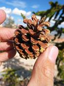 summer photograph bristlecone_pine__pinus_aristata_bryceimg_8588fruit.jpg