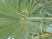 summer photograph california_palm__washingtonia_filifera_lasvegasimg_0001.jpg