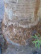 summer photograph california_palm__washingtonia_filifera_lasvegasimg_0002.jpg